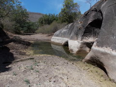 Poeciliopsis viriosa