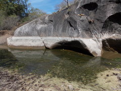 Poeciliopsis viriosa