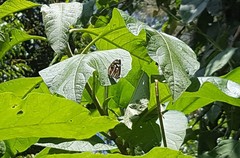 Dynamine postverta postverta