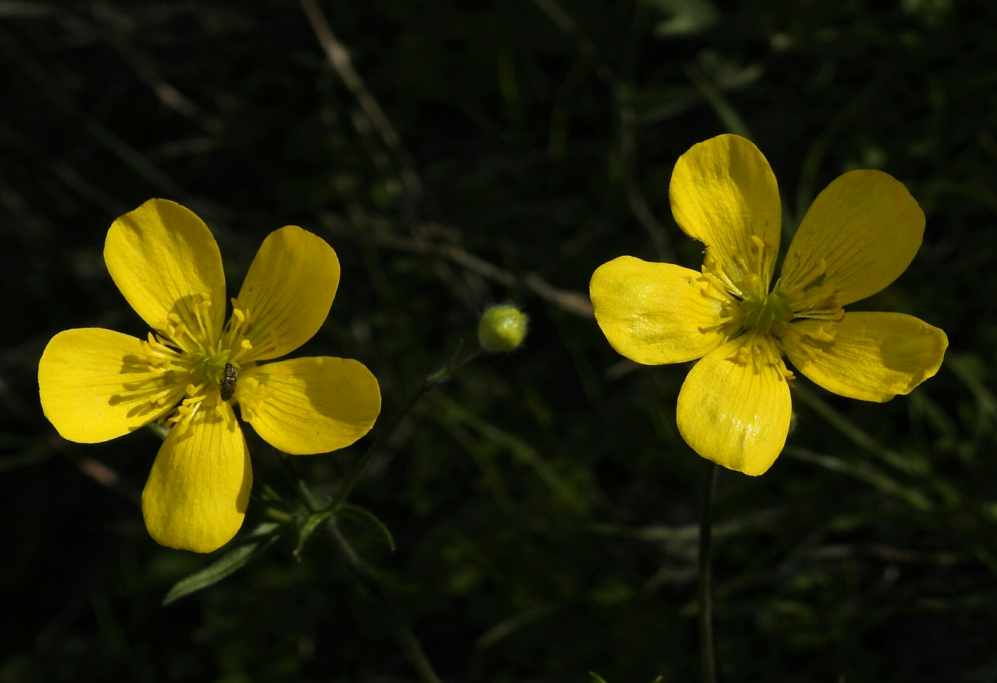 Ranunculus canus var. canus
