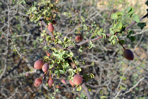 Commiphora foliacea · iNaturalist