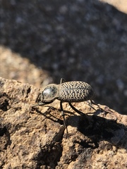 Cryptoglossa variolosa