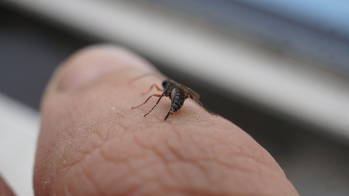 Pimpla murinanae