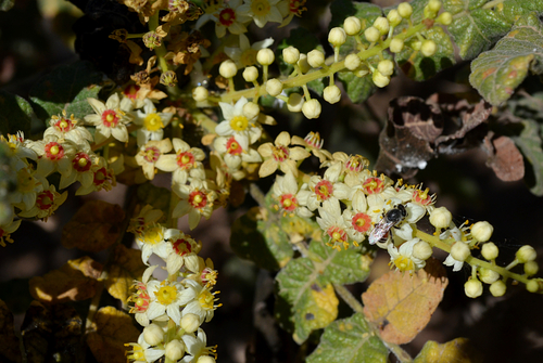 Boswellia sacra iNat (1)