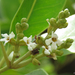 Avicennia schaueriana - Photo (c) Célio Moura Neto, some rights reserved (CC BY), uploaded by Célio Moura Neto