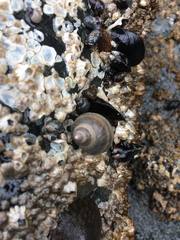 Littorininae