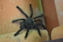 Avicularia