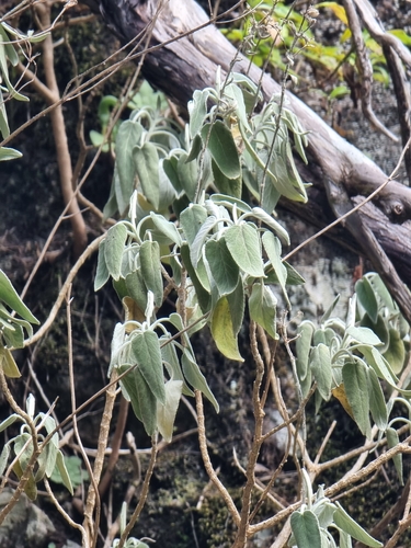 Image of Sideritis candicans by (c) Vítor Jorge, some rights reserved (CC BY)
