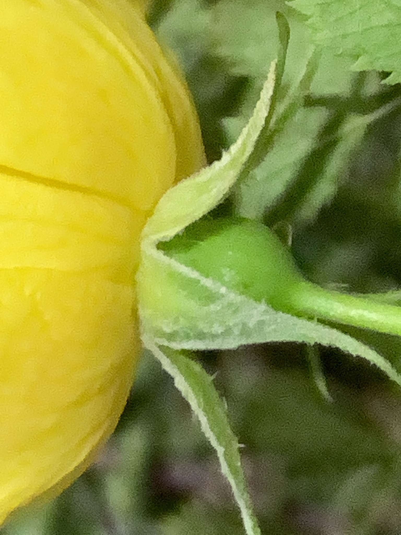 Imagem de Rosa-amarela