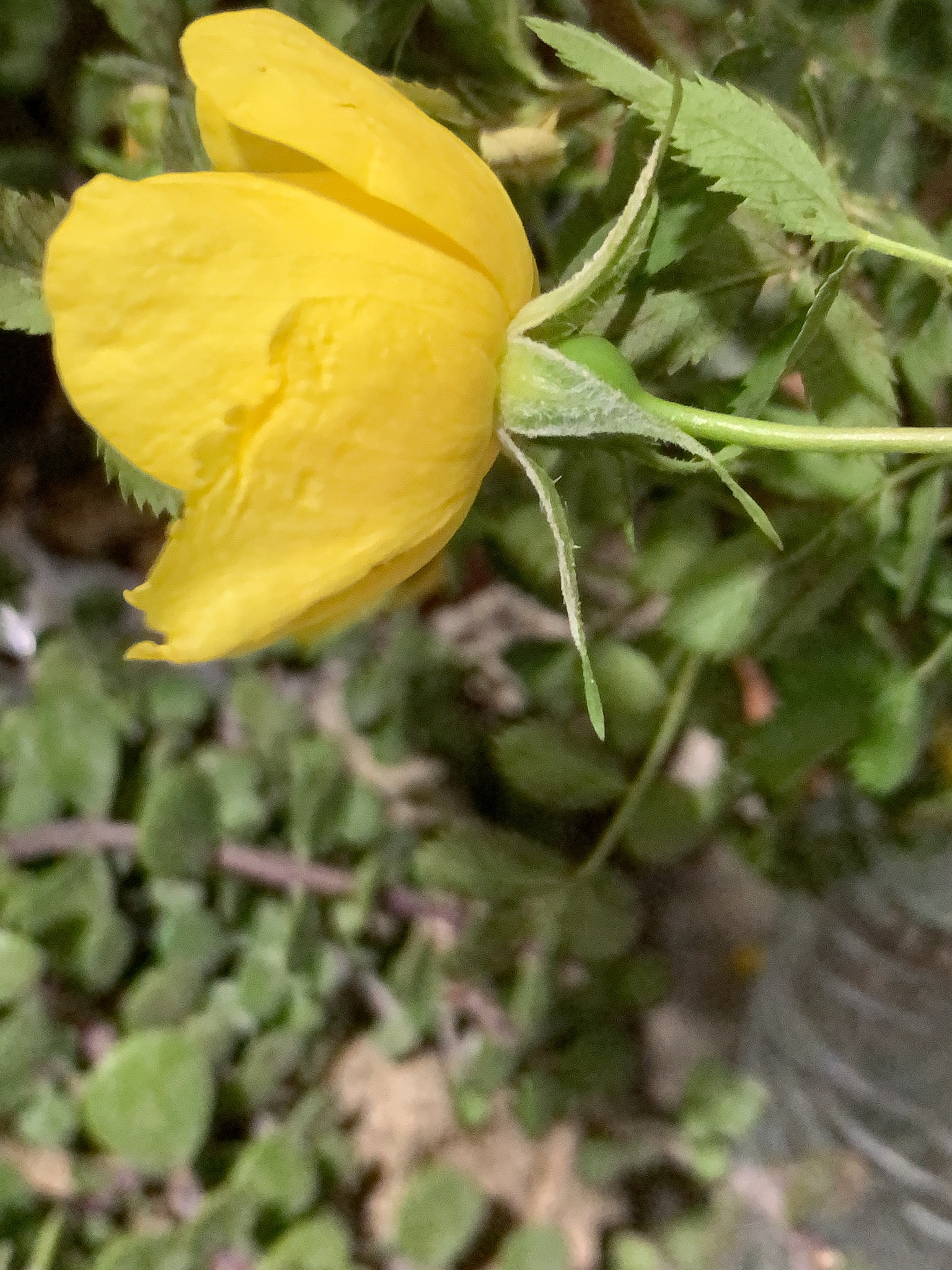 Imagem de Rosa-amarela