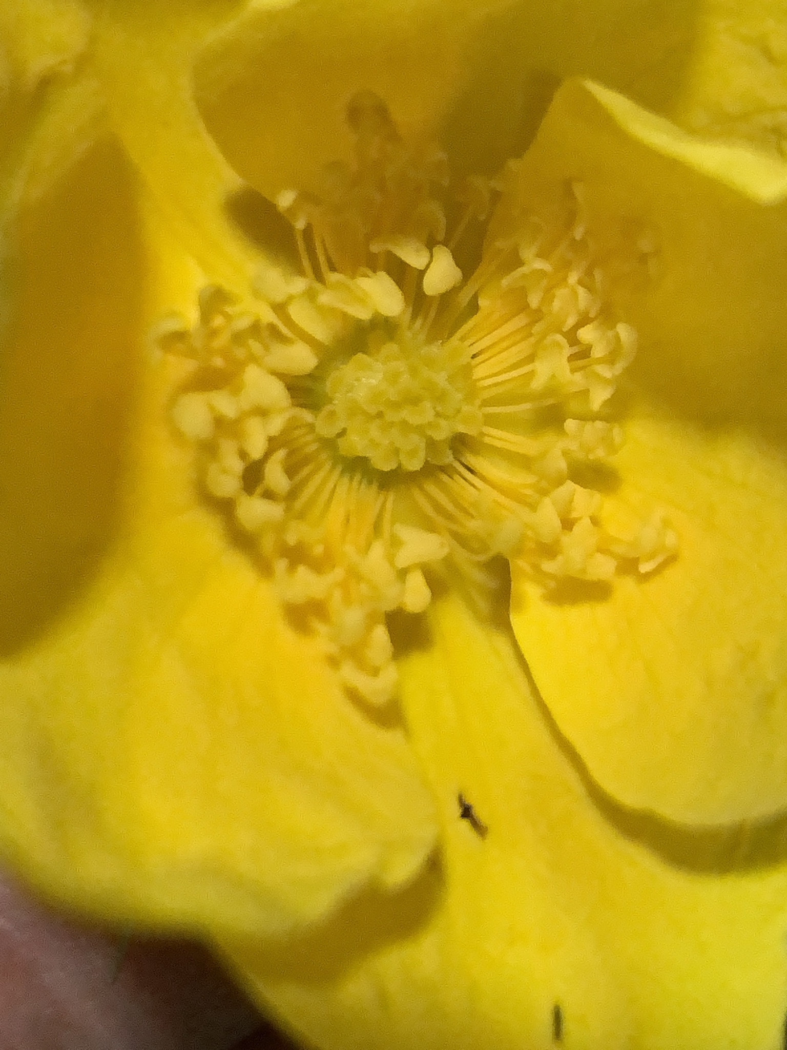 Imagem de Rosa-amarela