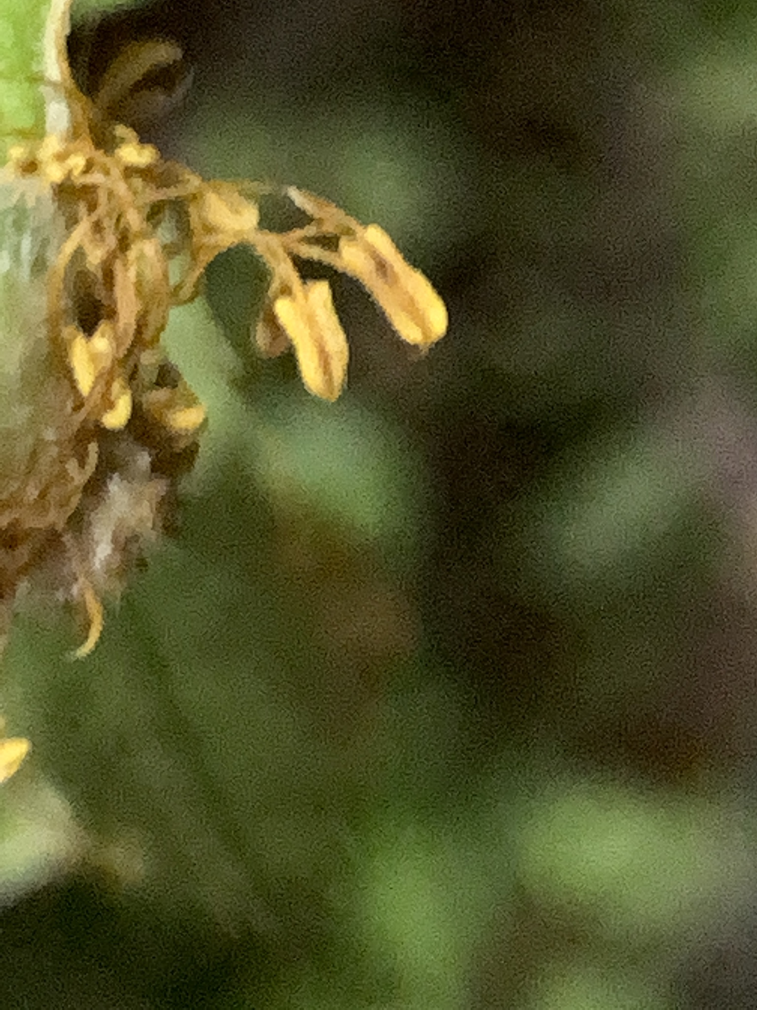 Imagem de Rosa-amarela