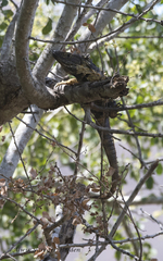 Ctenosaura pectinata