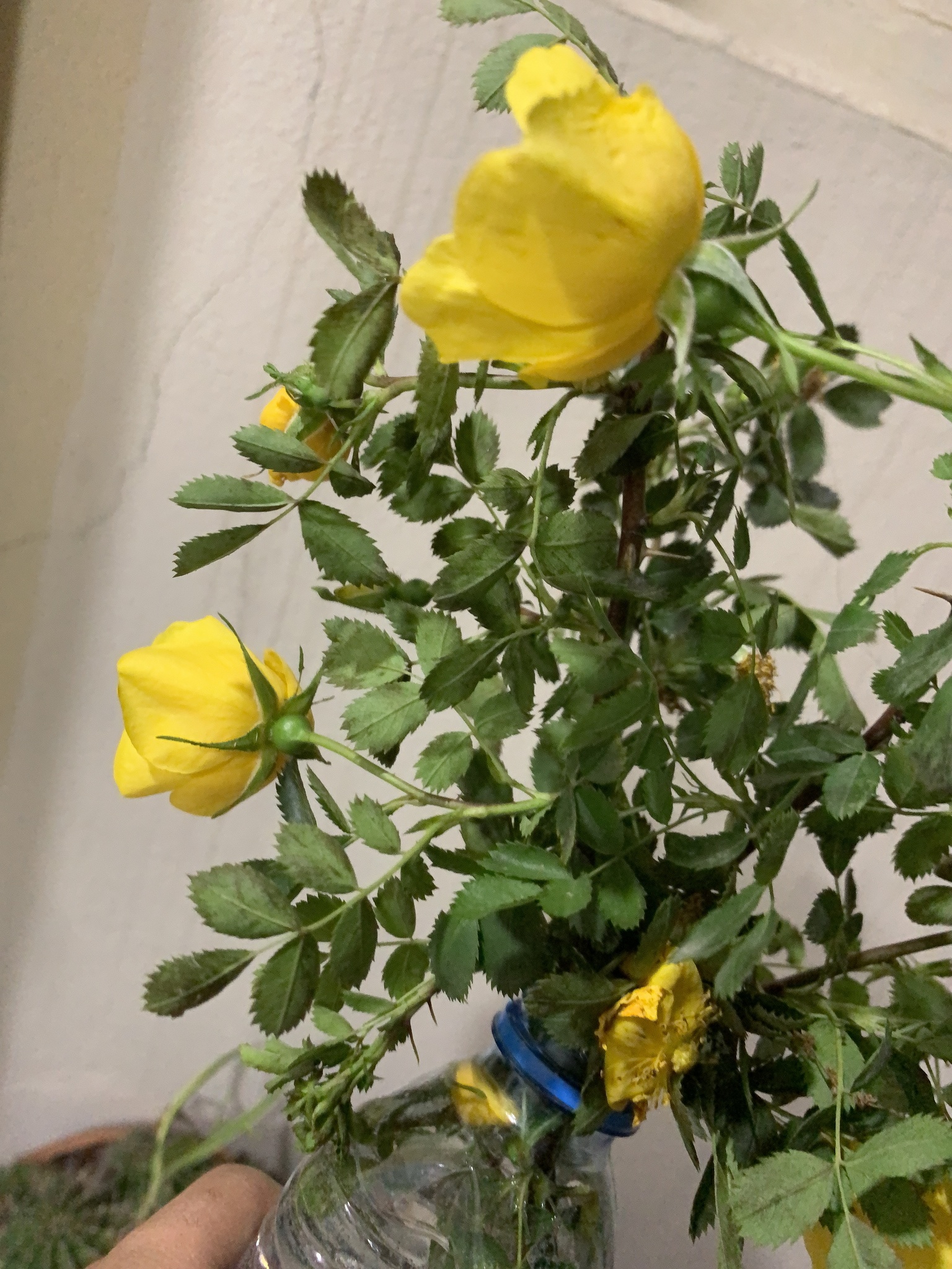 Imagem de Rosa-amarela