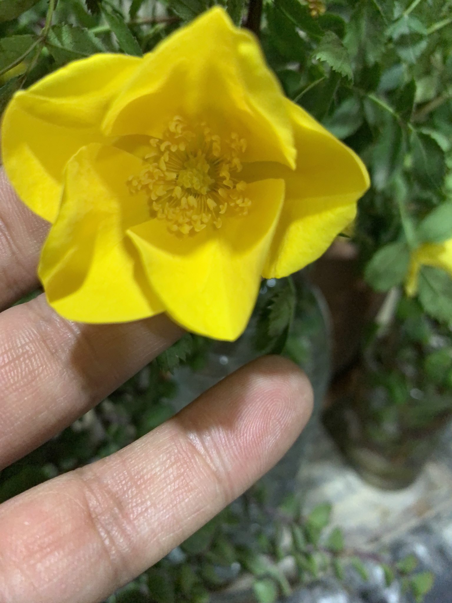 Imagem de Rosa-amarela