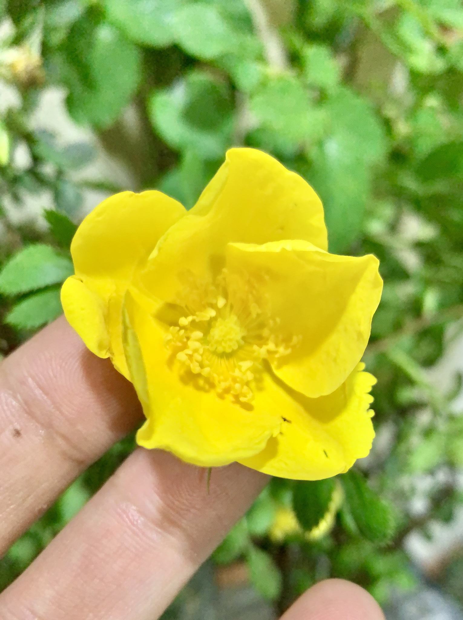 Imagem de Rosa-amarela