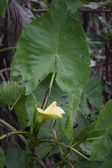 Montrichardia linifera