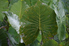 Montrichardia linifera