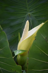 Montrichardia linifera