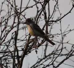 Myiarchus cinerascens