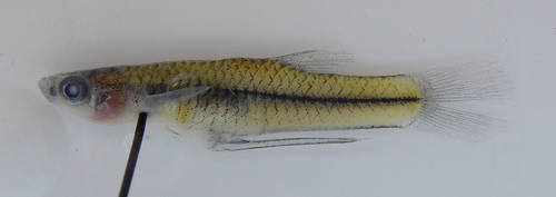 Blackstripe livebearer (Poeciliopsis prolifica) — Poeciliidae — 2
