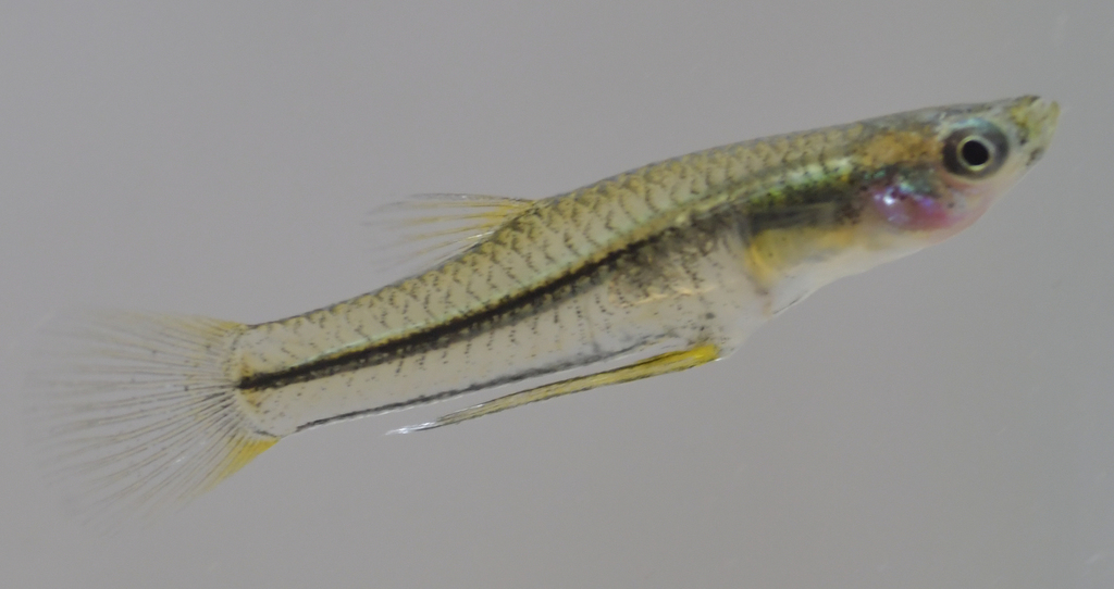 Blackstripe Livebearer