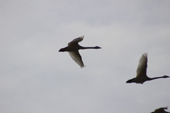 Cygnus columbianus columbianus