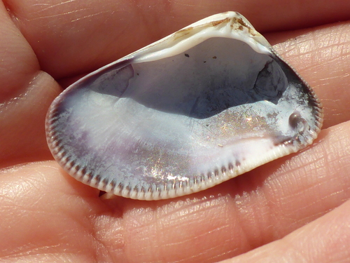 Gould Beanclam
