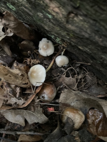 Mycena inclinata
