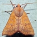 Scalloped Sallow - Photo (c) btk, some rights reserved (CC BY-ND)