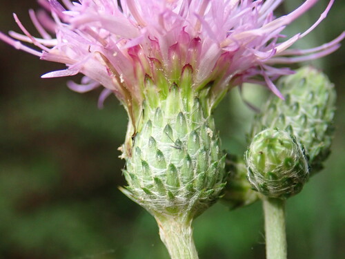 Cirsium grandirosuliferum iNat (3)