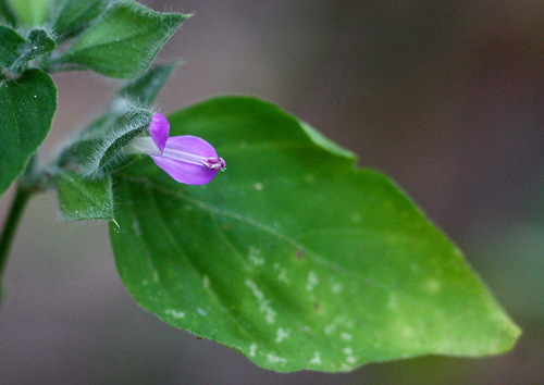 Zambezi Foldwing (Dicliptera zambeziensis)
