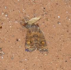 Eupsilia tristigmata