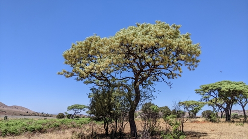 wild syringa (Burkea africana)