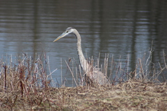 Ardea herodias herodias
