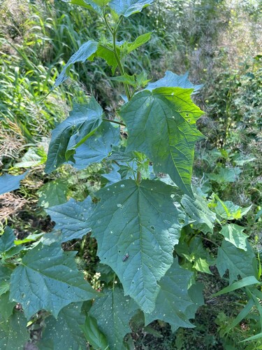 Sowbane (Chenopodium hybridum)