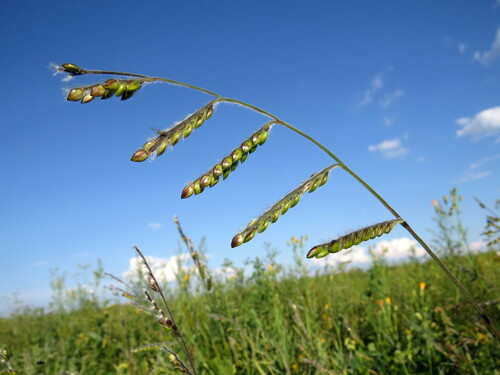 hairy cupgrass (Eriochloa villosa)