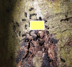 Dolichoderus bispinosus