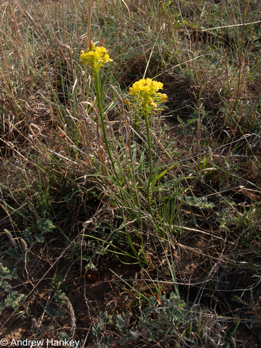 Bulbine capitata