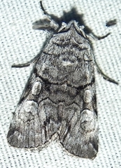 Sympistis chionanthi