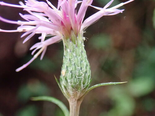 Cirsium grandirosuliferum iNat (1)