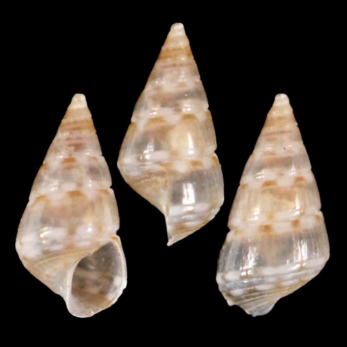 Diala semistriata observed 2021-12-07