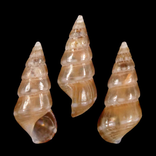 Diala semistriata observed 2021-08-17