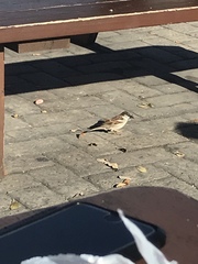 Passer domesticus