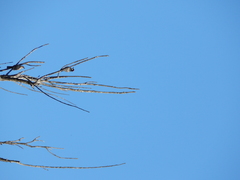 Melanerpes formicivorus