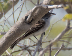 Myiarchus antillarum