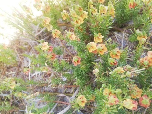 Image of Hermannia angustibracteata by (c) Tyla Meyer, some rights reserved (CC BY)