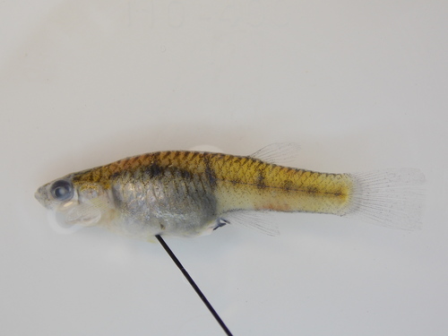 Lowland livebearer (Poeciliopsis latidens) — Poeciliidae — 2