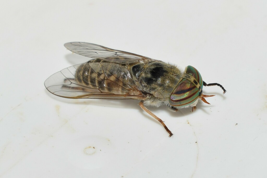 Downland Horse Fly from North Aegean Region, Greece on September 30 ...