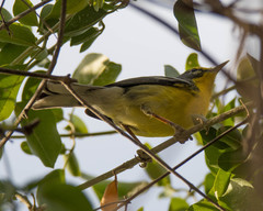 Setophaga adelaidae